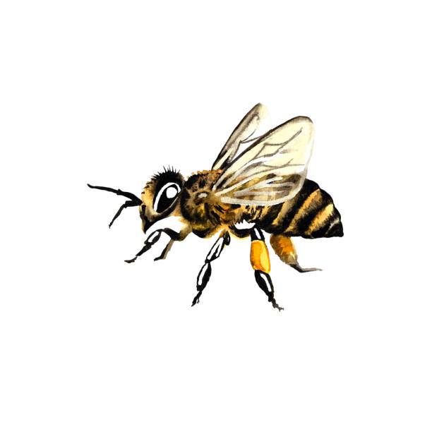 Bee Botanical Drawing