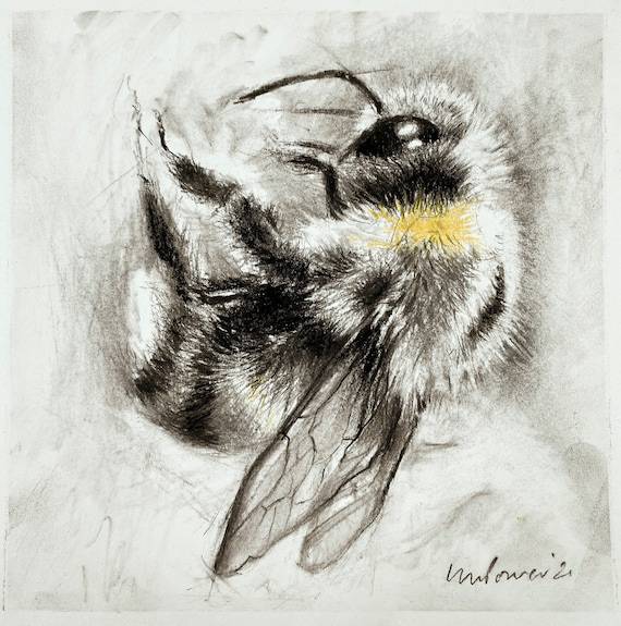 Bee Cartoon Sketch