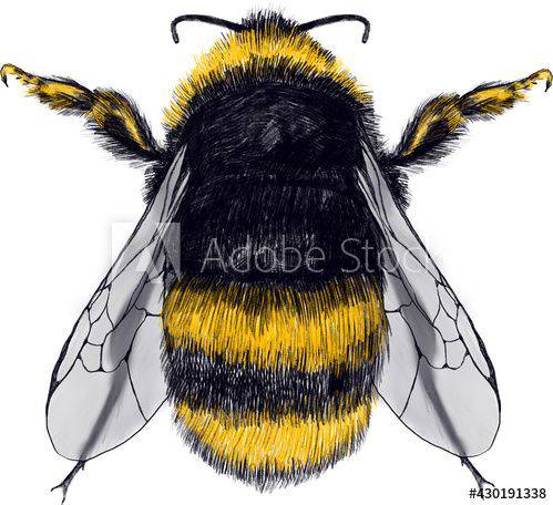 Bee Colored Pencil Drawing