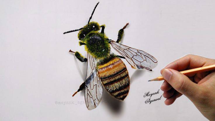 Bee Drawing Free