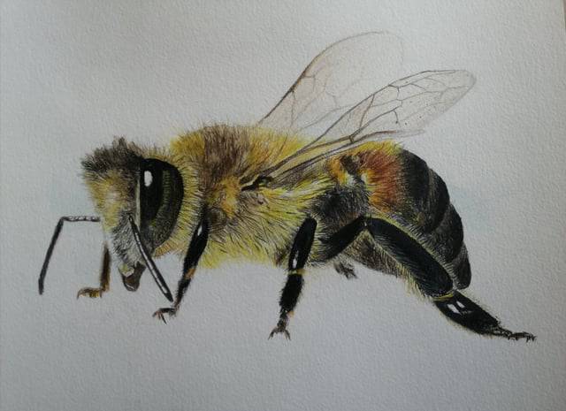 Bee Drawing Line