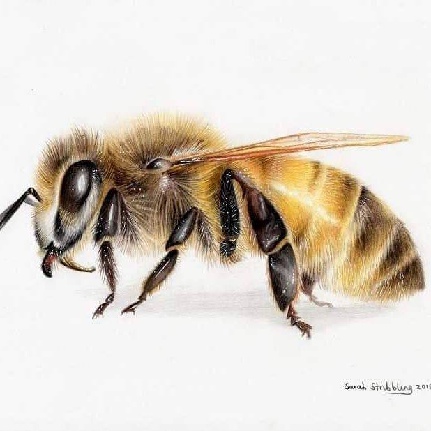 Bee Drawing Sketch