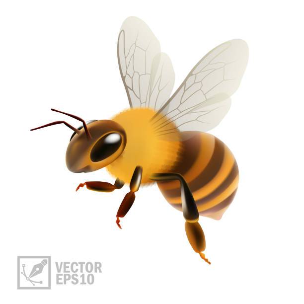 Bee In Flower Drawing