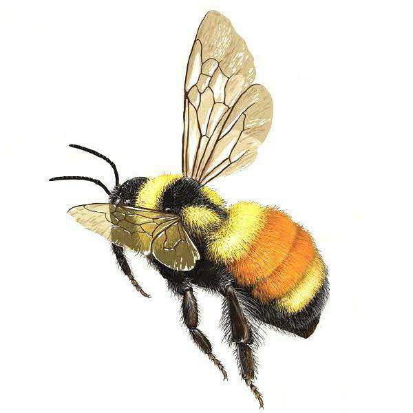 Bee Pen Drawing