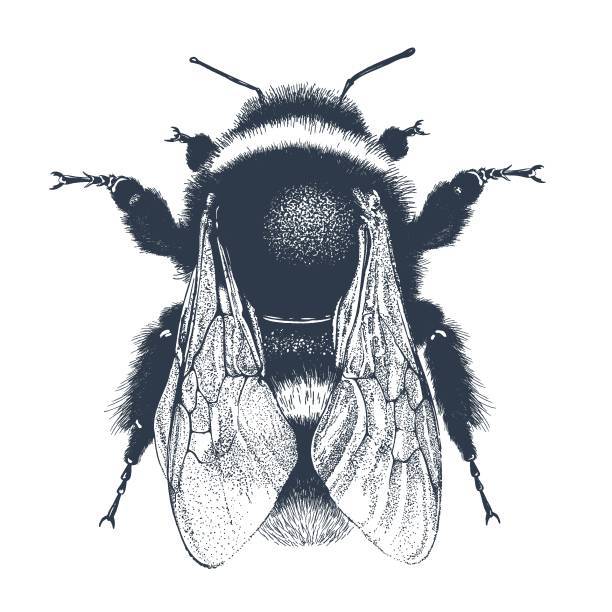 Bee Photo Drawing