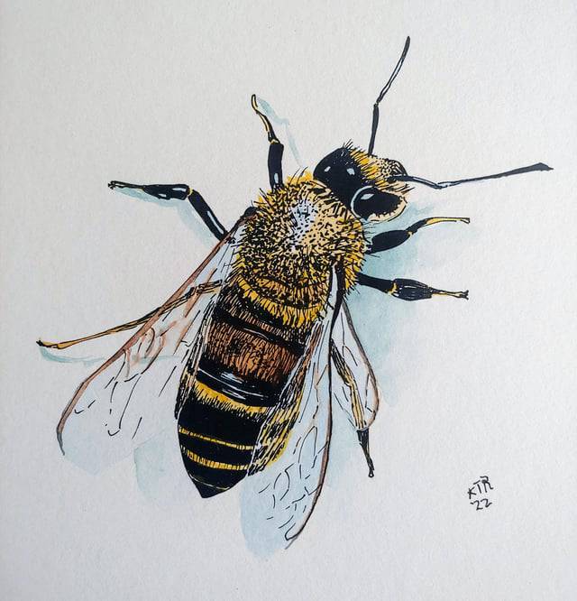 Bee Sketch Images