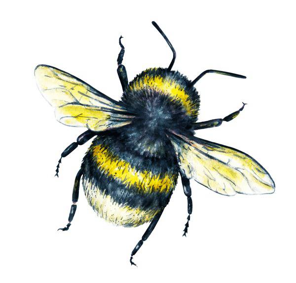 Bee With Honeycomb Drawing