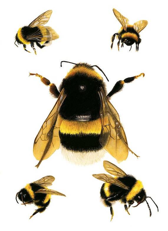 Bees Hive Drawing