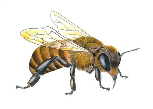 Bees Knees Drawing