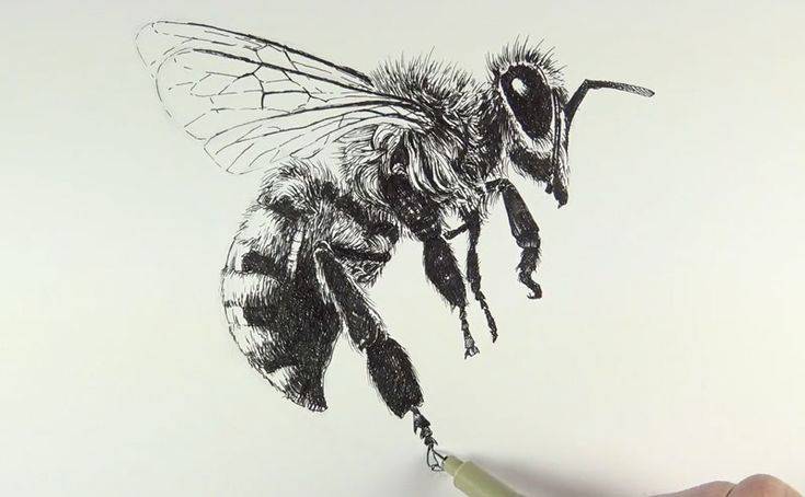 Bumble Bee Anatomical Drawing