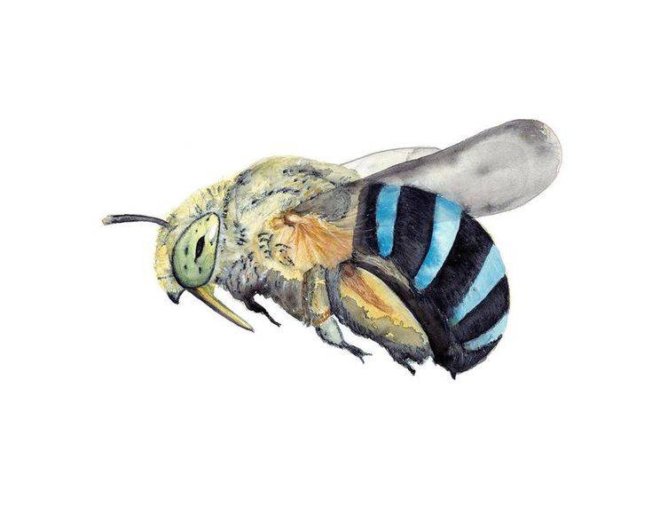 Bumble Bee Flying Drawing