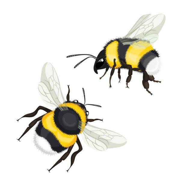 Cute Bee Cartoon Drawing