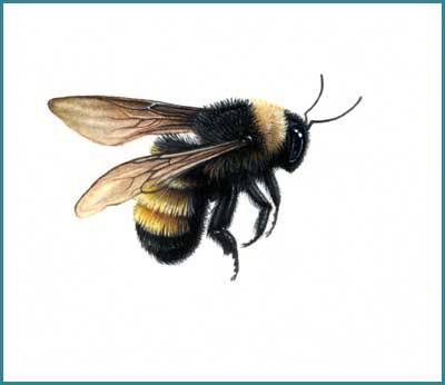 Cute Bee Drawing Easy
