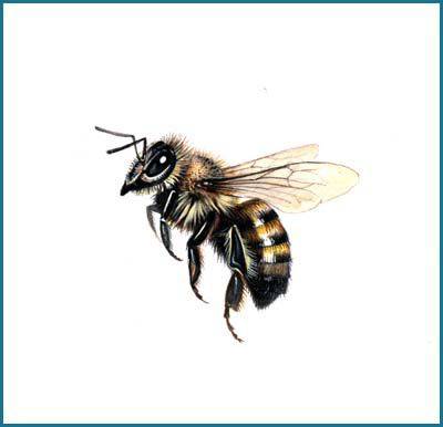 Cute Bee Hive Drawing