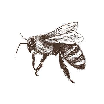 Cute Bees To Draw