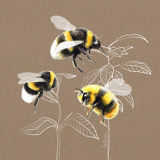Cute Drawing Of Bee