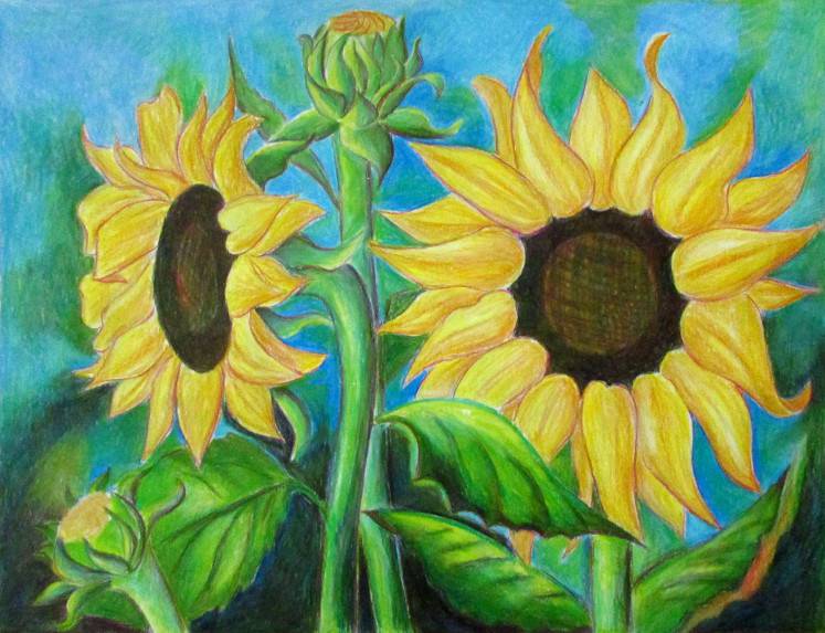 Detailed Sunflower Drawing