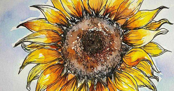 Draw A Simple Sunflower