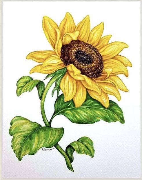Draw Sunflower Step By Step