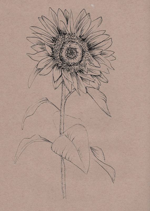 Draw Van Gogh Sunflowers