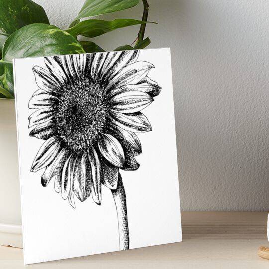 Drawing Of Sunflower Plant