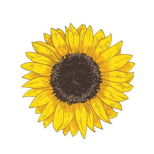 Easy Draw Sunflower