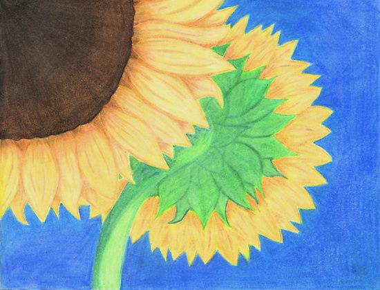 Easy Sunflower Pictures To Draw