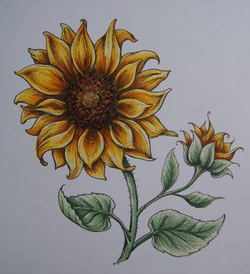 Field Of Sunflowers Drawing