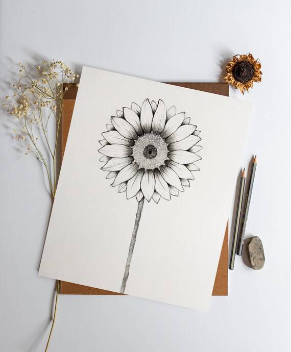 Half Sunflower Sketch