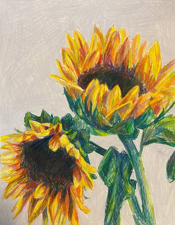 Images Of Drawn Sunflowers