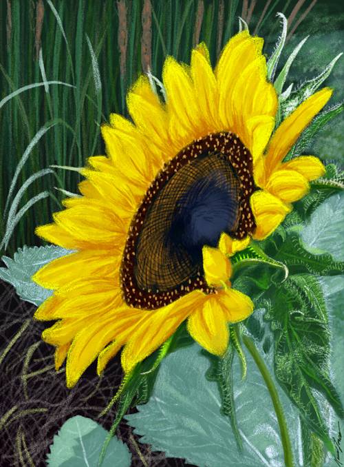 Pencil Sunflower Drawing