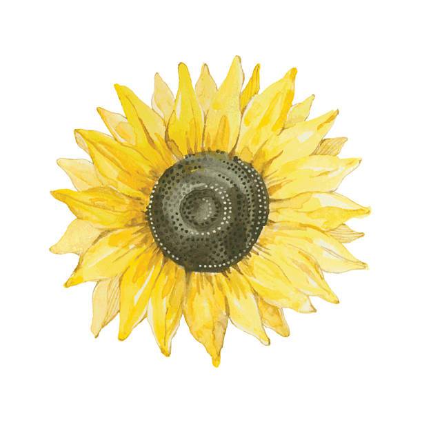 Pictures Of Drawn Sunflowers