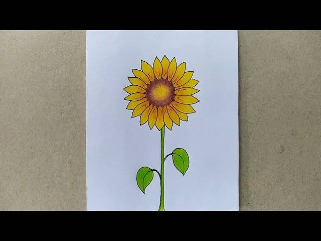 Pretty Sunflower Drawing