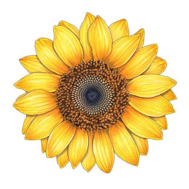Realistic Sunflower Sketch