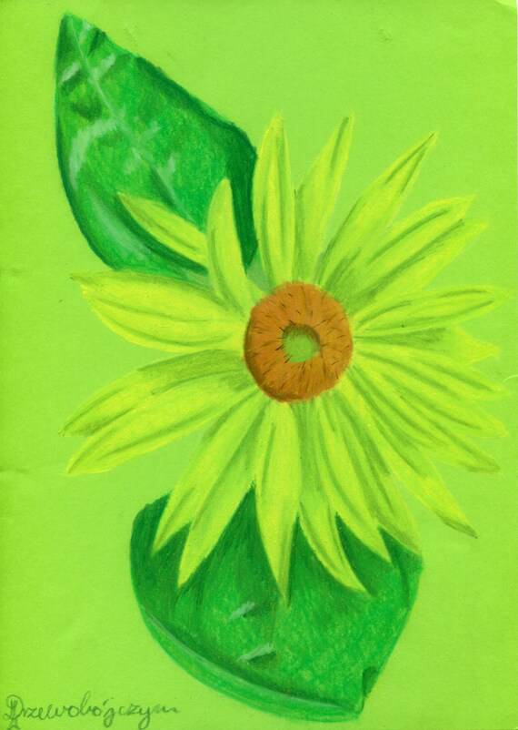 Single Sunflower Drawing