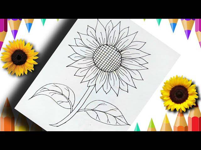 Summer Sunflower Drawing