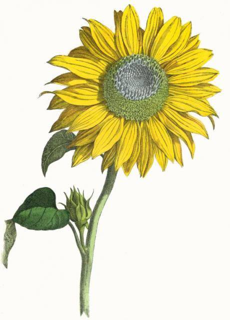 Sunflower And Bee Drawing