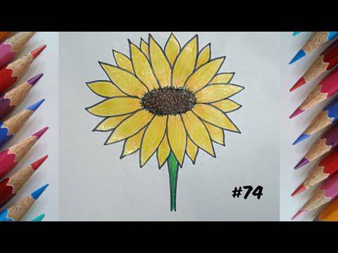 Sunflower And Lily Drawing