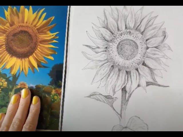 Sunflower And Rose Sketch