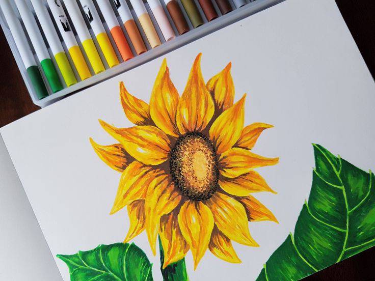 Sunflower And Sun Drawing