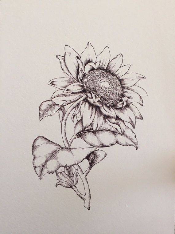 Sunflower Beautiful Drawing
