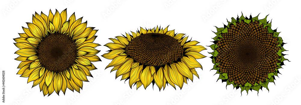 Sunflower Drawing Aesthetic