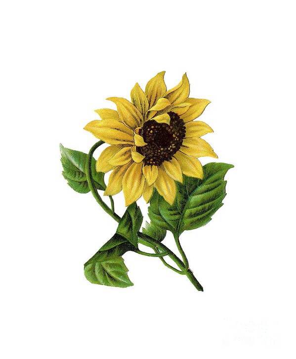 Sunflower Drawing Color