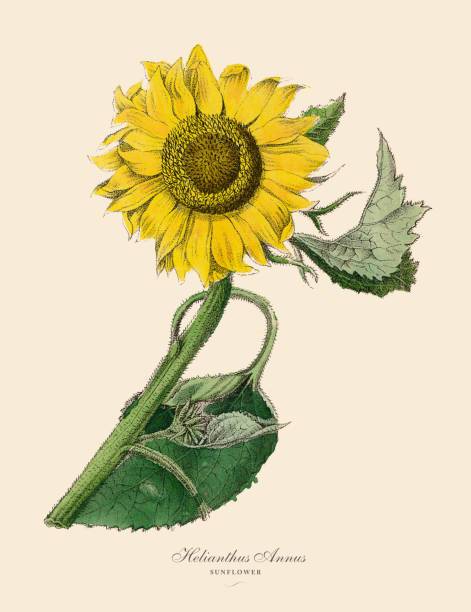 Sunflower Drawing Easy Step By Step