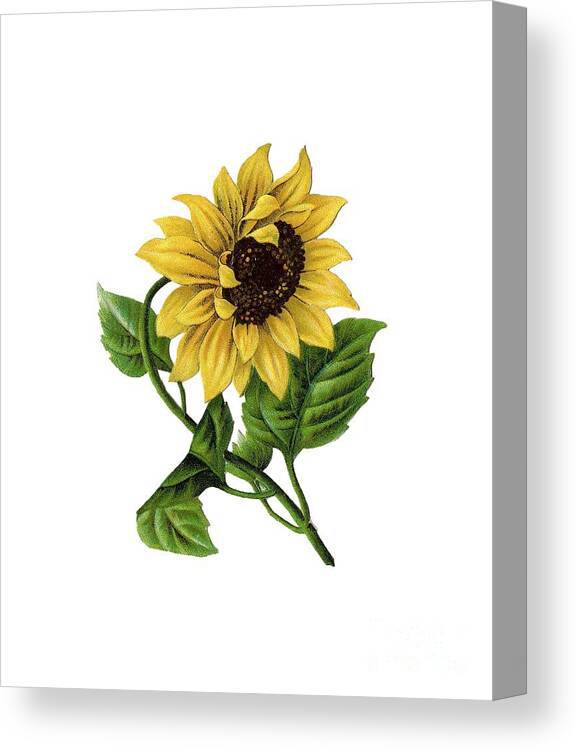 Sunflower Drawing Images Free