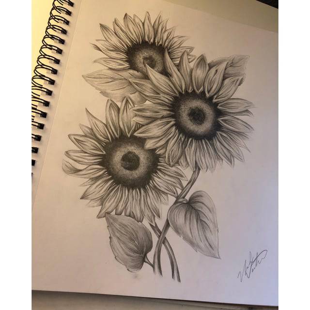 Sunflower Drawing In Messenger