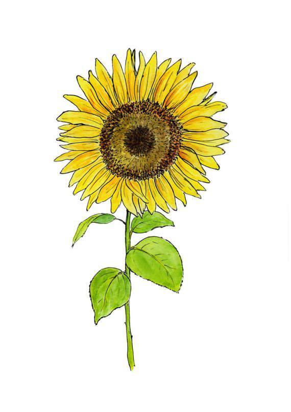 Sunflower Drawing Marker