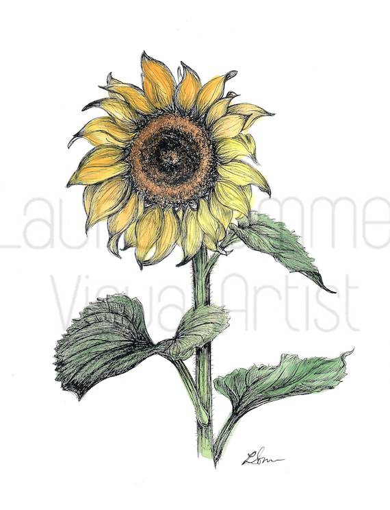 Sunflower Drawing Pattern Easy