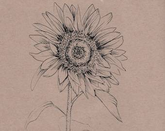 Sunflower Drawing Sketch