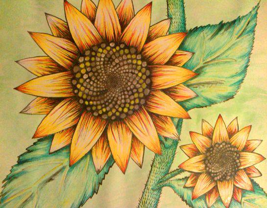 Sunflower Drawing With Seeds